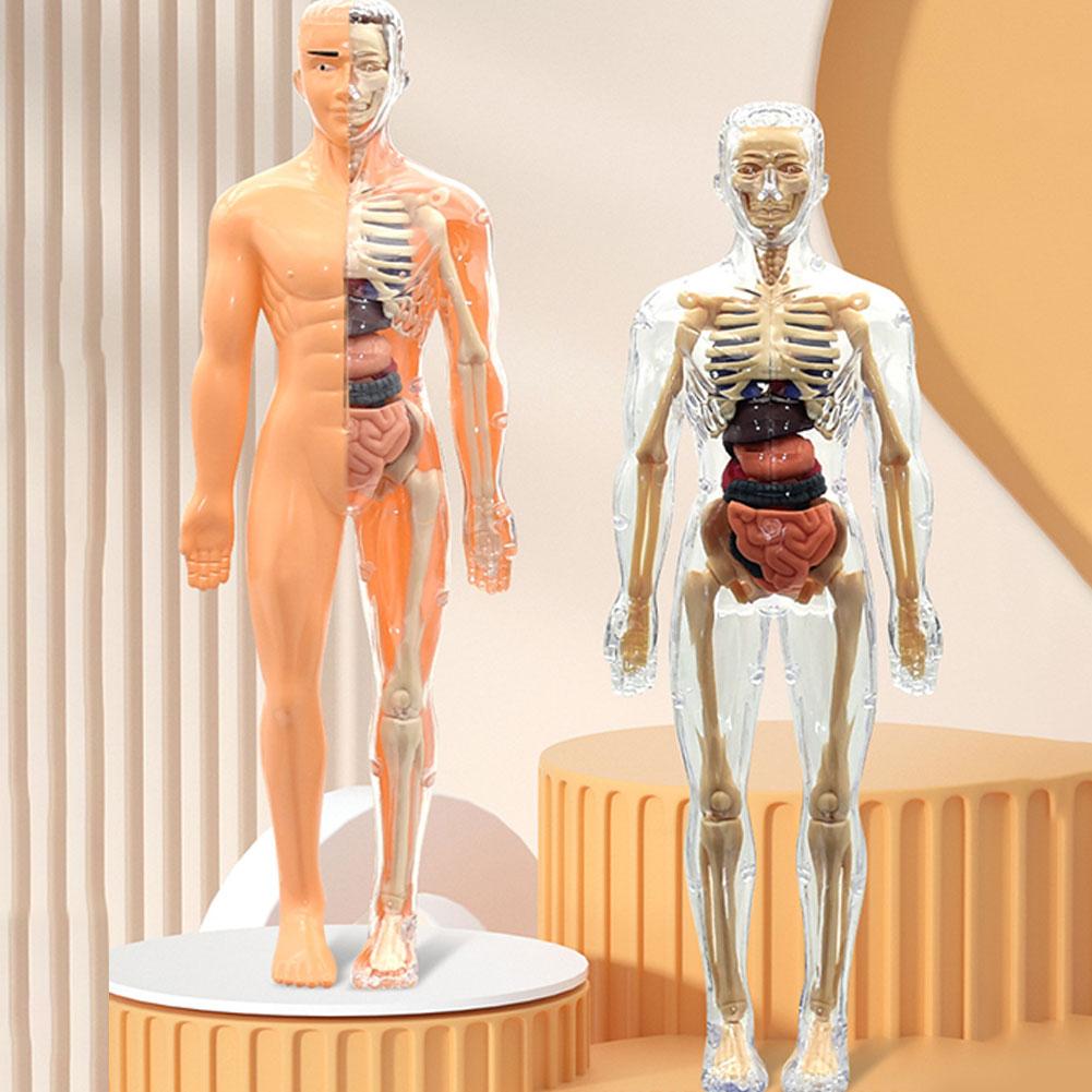 3D人体胴体モデル、解剖学、骨格、取り外し可能、シミュレーシ - Human Body Puzzle のレビューと価格