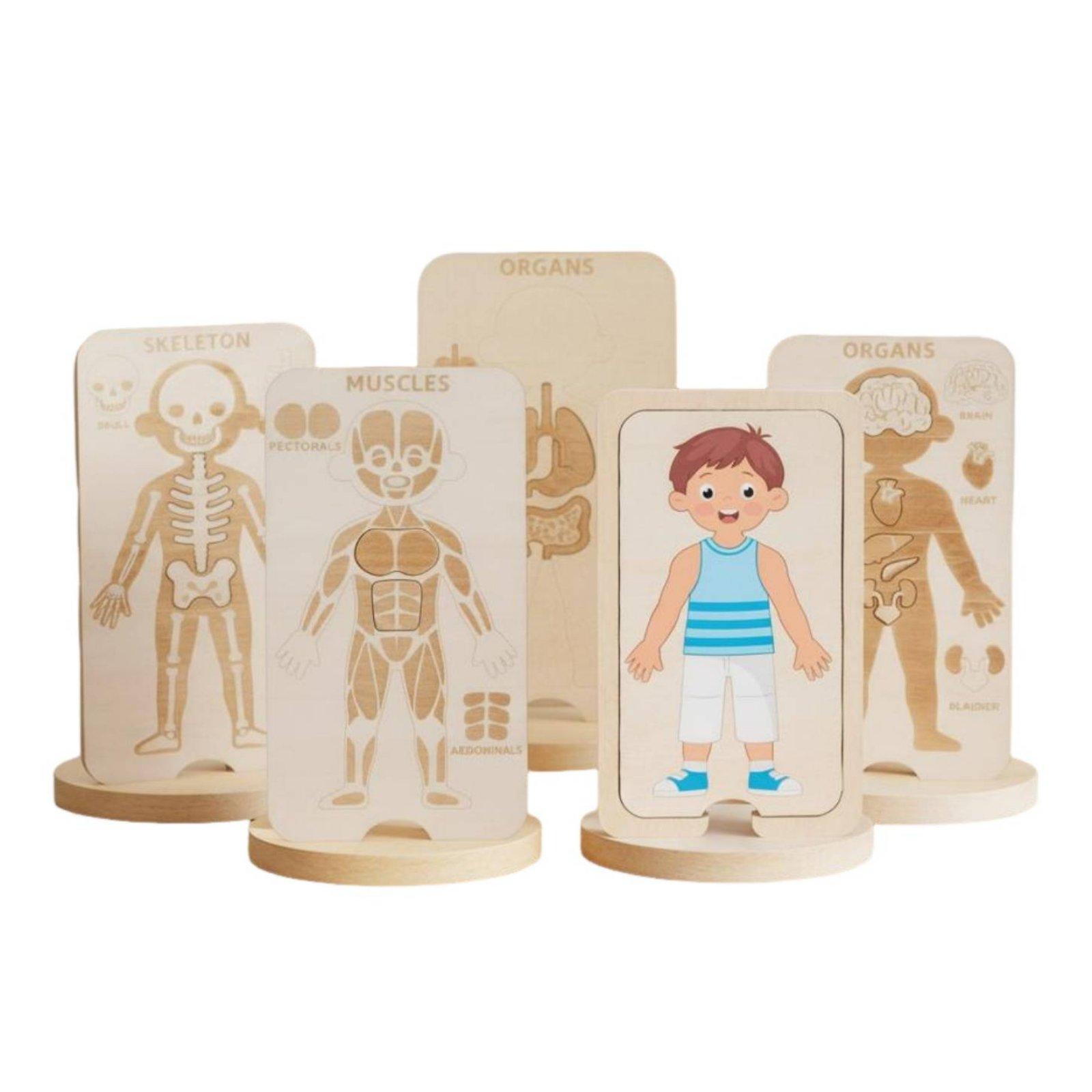 子供向け教育用木製パズル 人体解剖学玩具 子供向け構造学習用 - Human Body Puzzle のレビューと価格