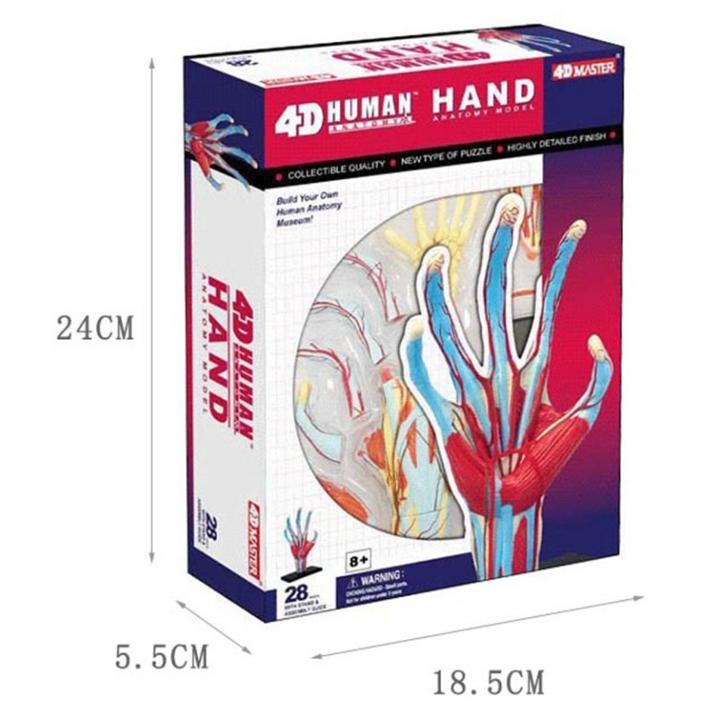 4d マスター人間の手の骨筋肉血管骨格解剖モデルパズル組み立 - Human Body Puzzle のレビューと価格