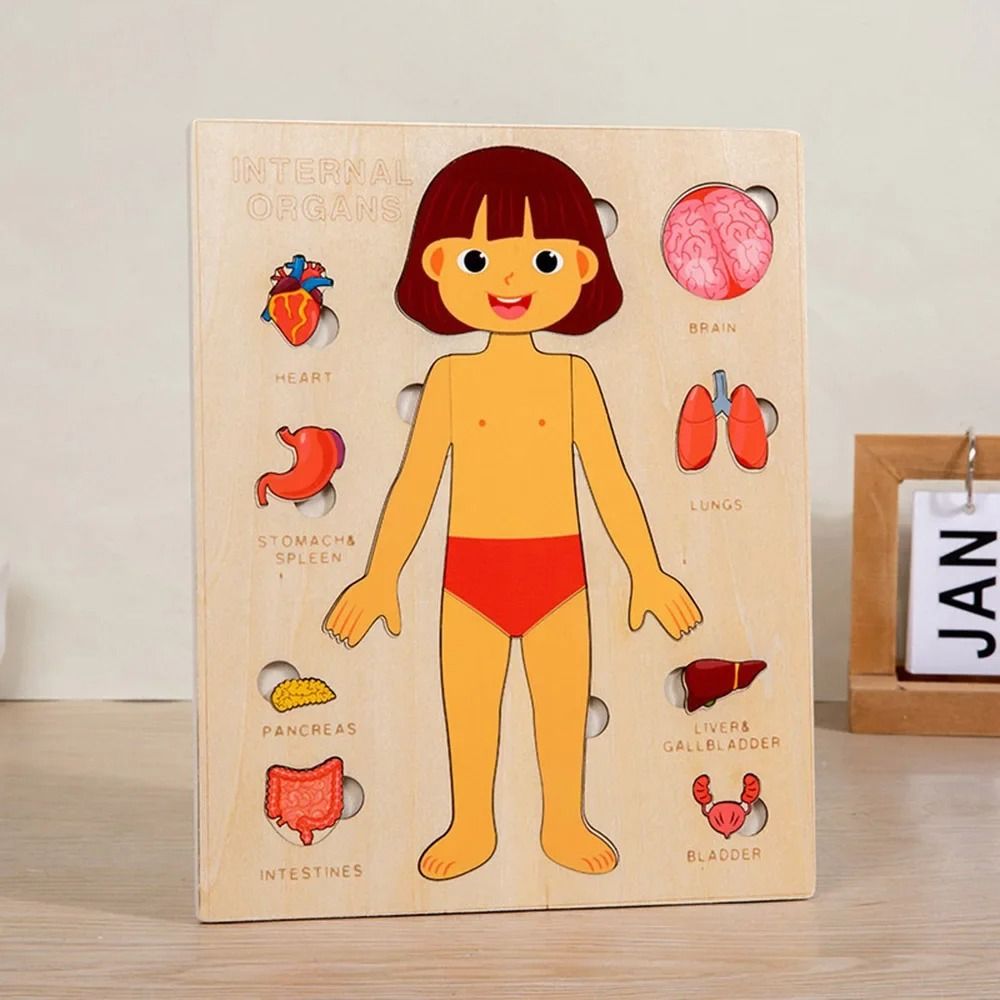 新しい学習ボード モンテッソーリパズル 木製教育早期教育ゲー - Human Body Puzzle のレビューと価格