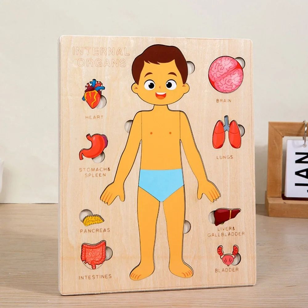 新しい学習ボード モンテッソーリパズル 木製教育早期教育ゲー - Human Body Puzzle のレビューと価格