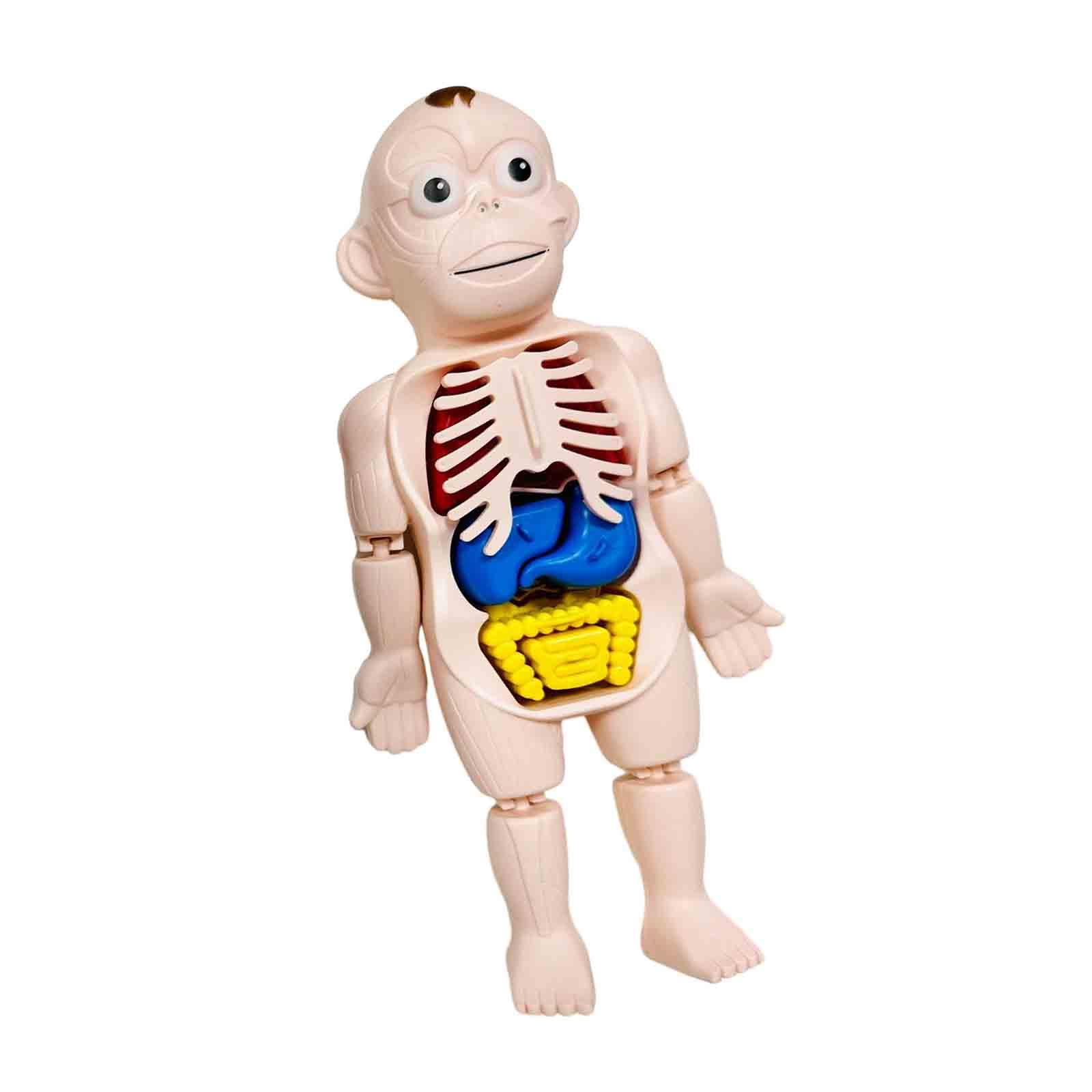 人体パズル 体の部分と器官 インタラクティブ早期学習教材 演 - Human Body Puzzle のレビューと価格