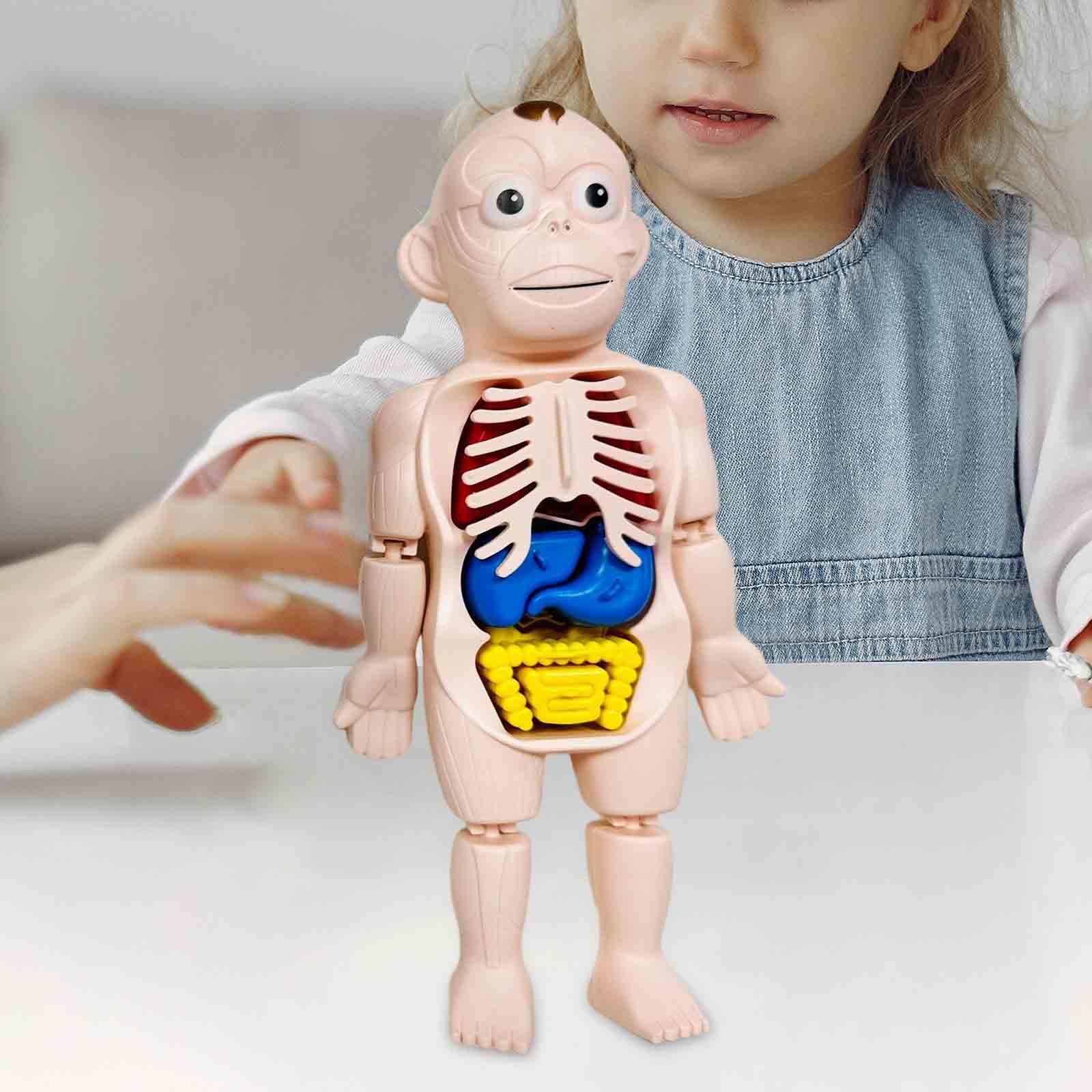 人体パズル 体の部分と器官 インタラクティブ早期学習教材 演 - Human Body Puzzle のレビューと価格