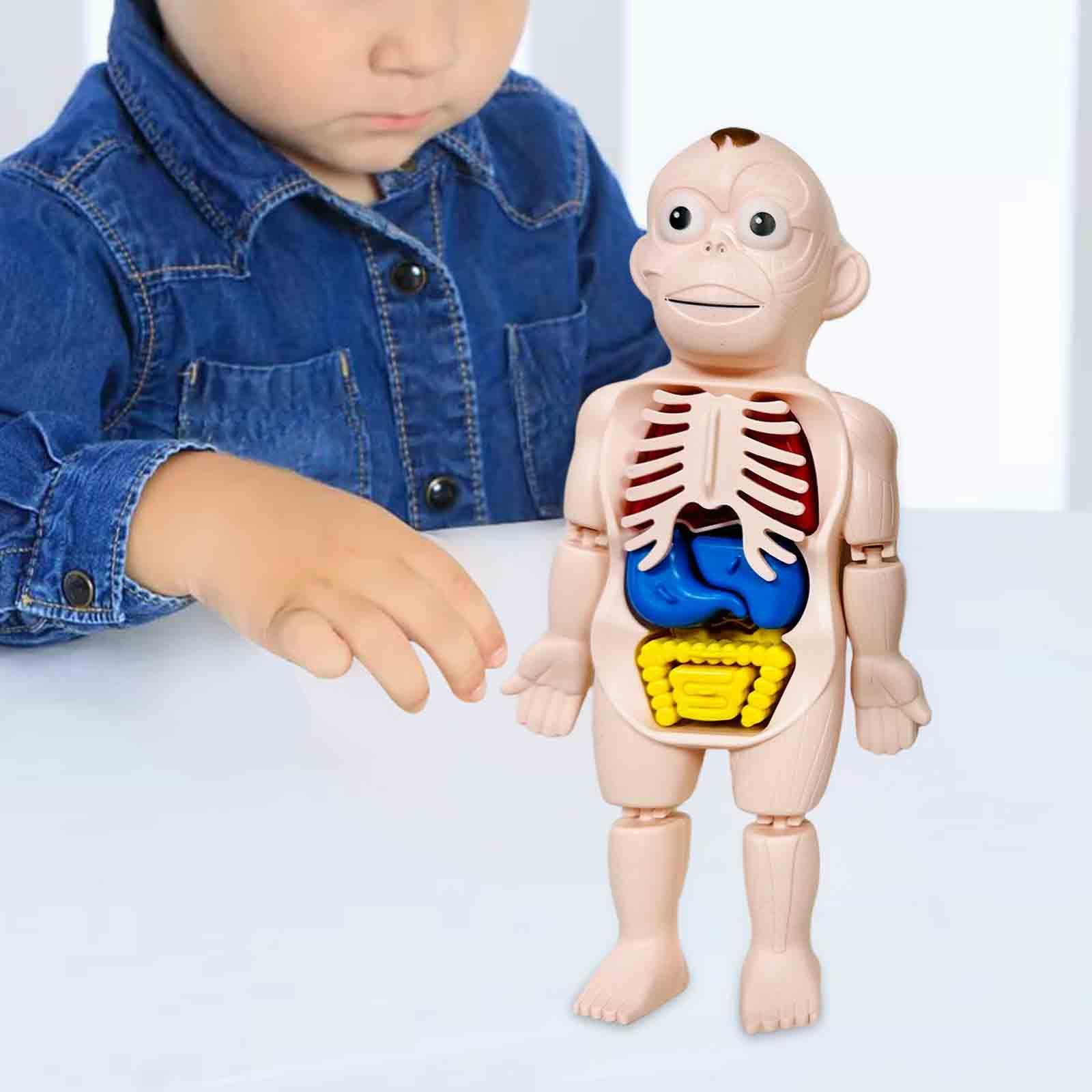 人体パズル 体の部分と器官 インタラクティブ早期学習教材 演 - Human Body Puzzle のレビューと価格