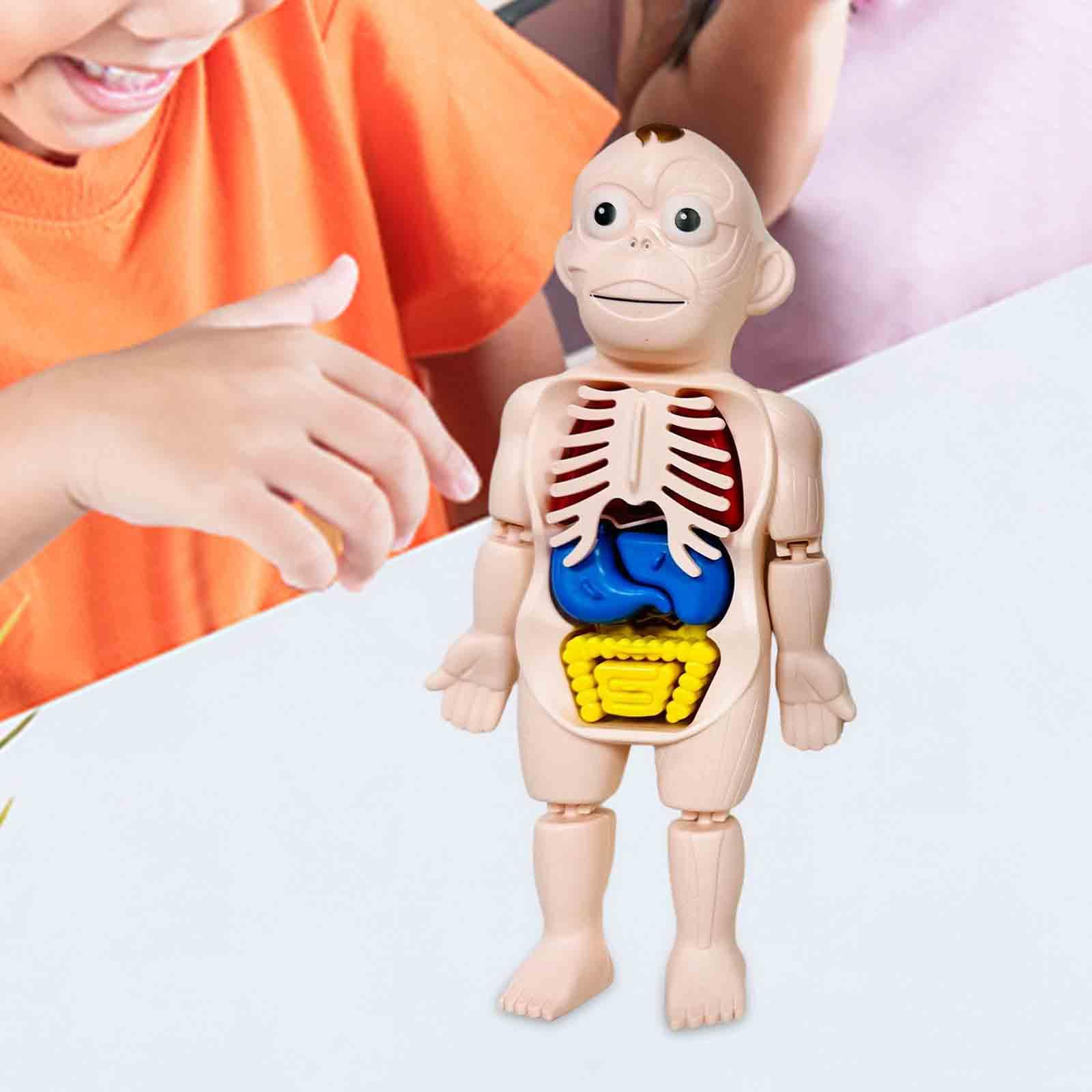 人体パズル 体の部分と器官 インタラクティブ早期学習教材 演 - Human Body Puzzle のレビューと価格