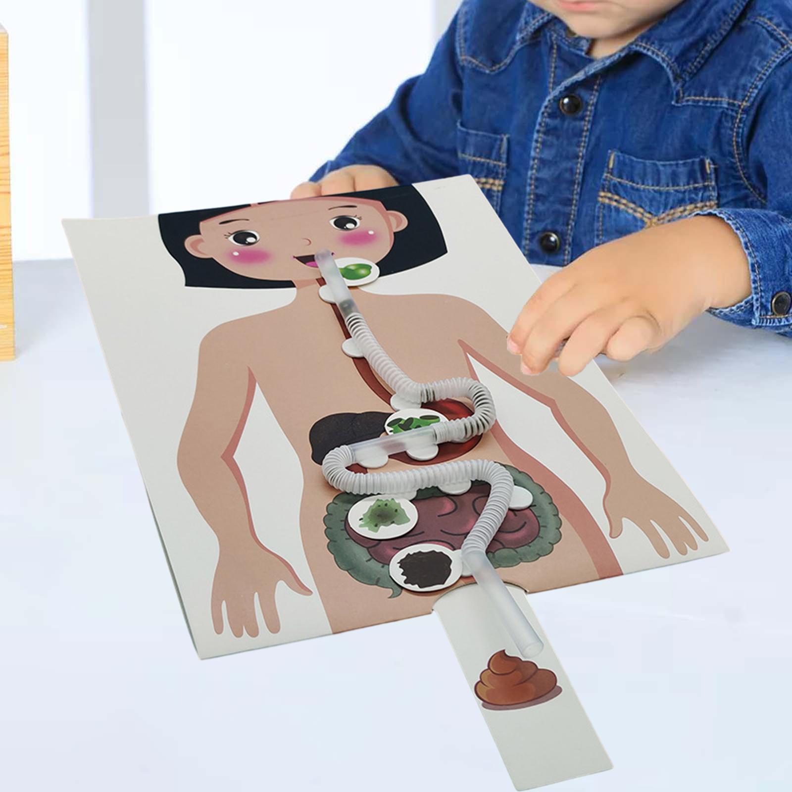 人間の消化器系モデル、人体の部分教材、手作りパズル - Human Body Puzzle のレビューと価格