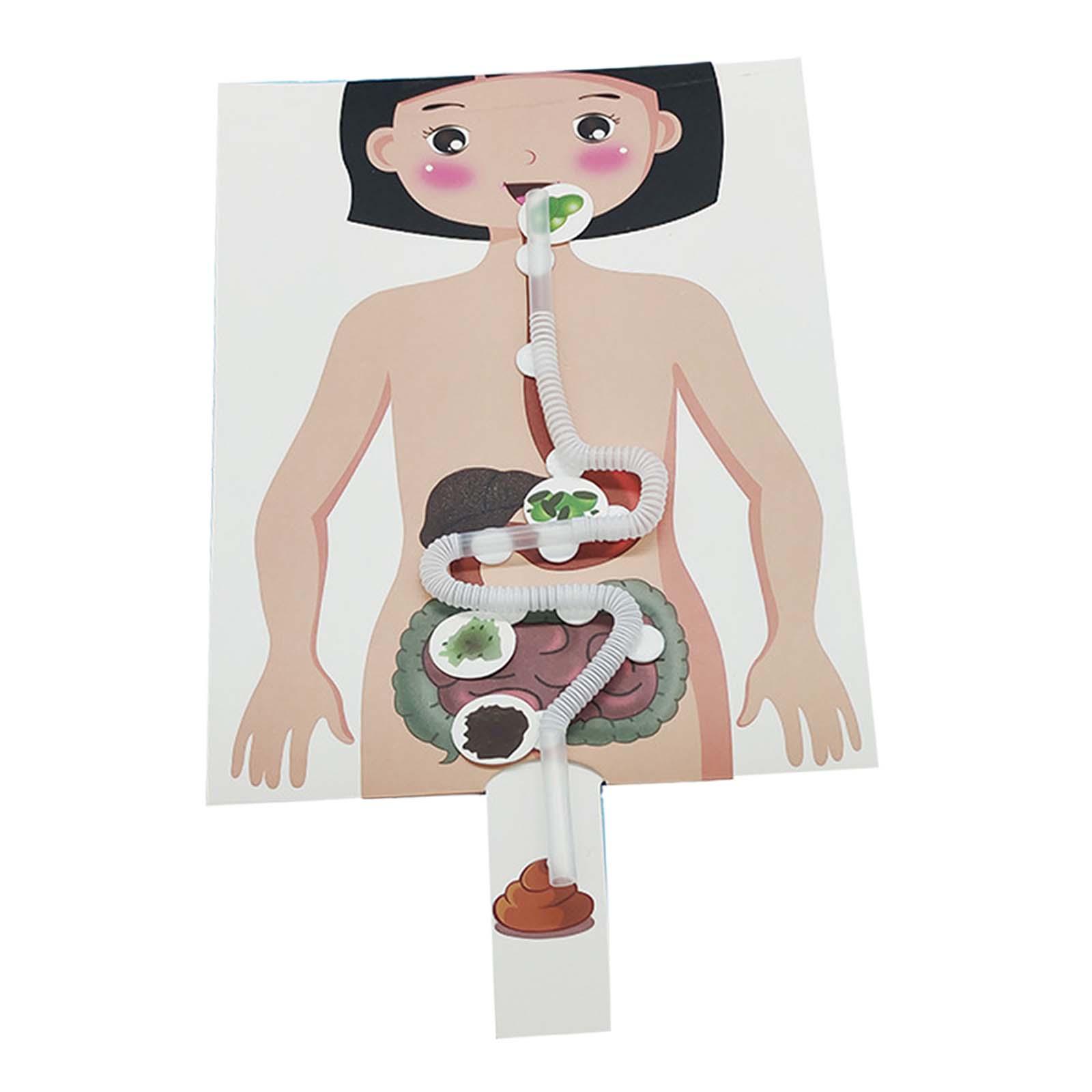 人間の消化器系モデル、人体の部分教材、手作りパズル - Human Body Puzzle のレビューと価格