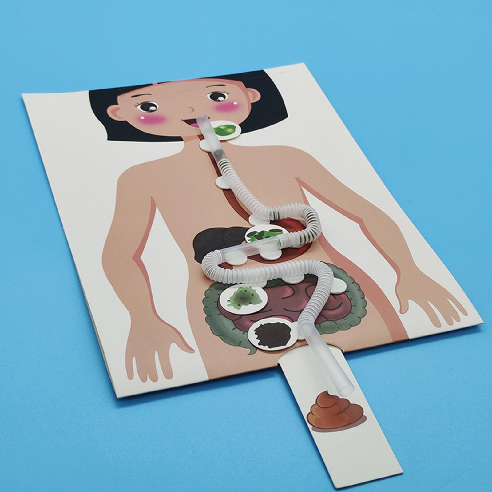 人間の消化器系モデル、人体の部分教材、手作りパズル - Human Body Puzzle のレビューと価格
