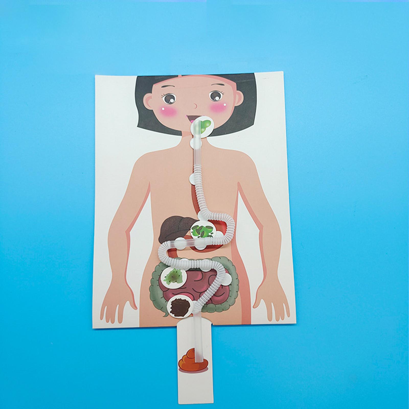 人間の消化器系モデル、人体の部分教材、手作りパズル - Human Body Puzzle のレビューと価格