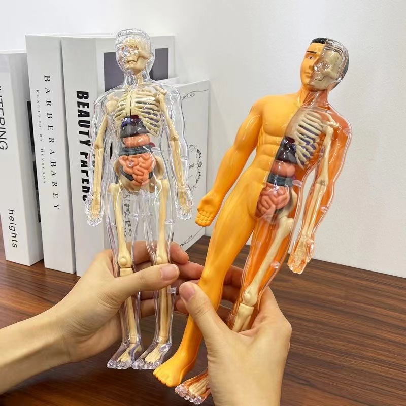 3D 人体胴体モデル子供のための解剖学スケルトン取り外し可能 - Human Body Puzzle のレビューと価格