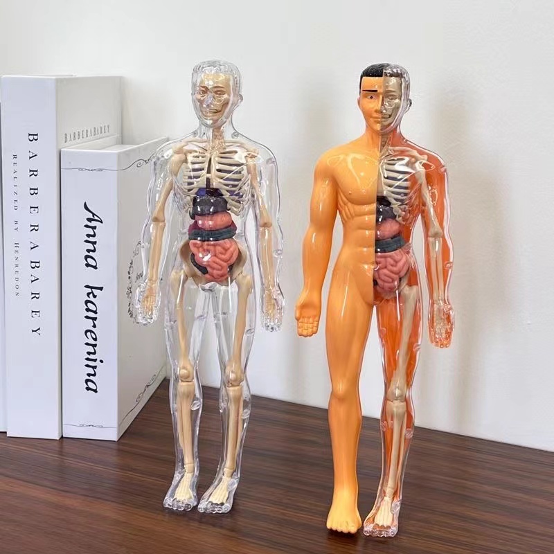 3D 人体胴体モデル子供のための解剖学スケルトン取り外し可能 - Human Body Puzzle のレビューと価格