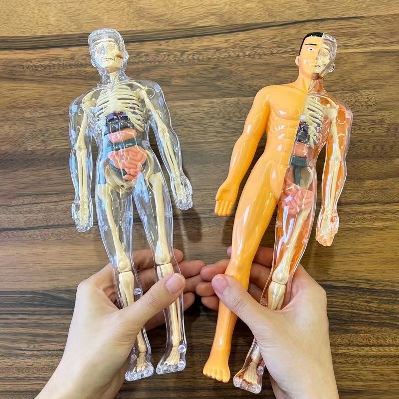 3D 人体胴体モデル子供のための解剖学スケルトン取り外し可能 - Human Body Puzzle のレビューと価格